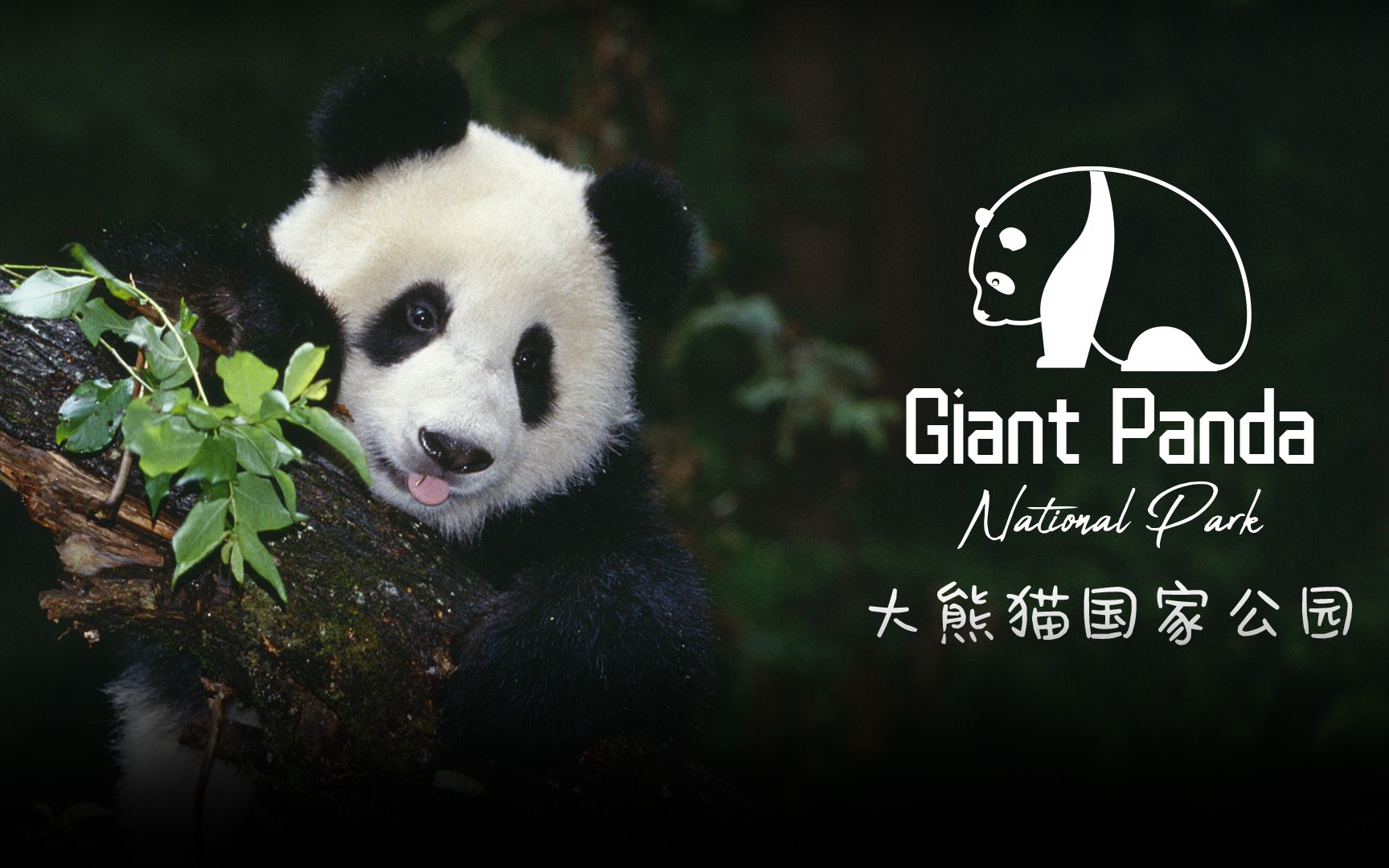 熊猫人蜜桃片_熊猫人在线播放免费_熊猫人视频