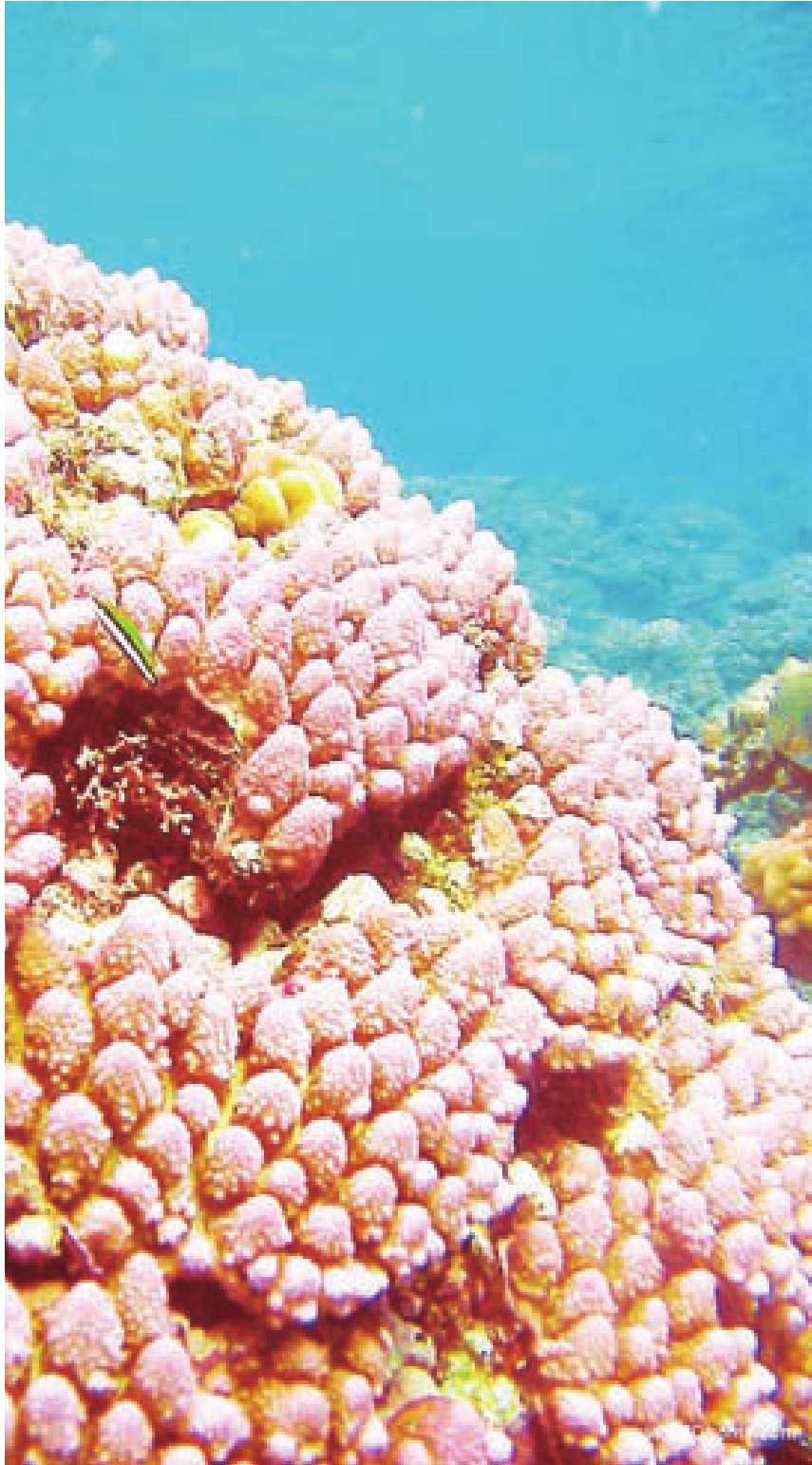 珊瑚虫什么意思_腾讯珊瑚虫事件_腾讯珊瑚虫