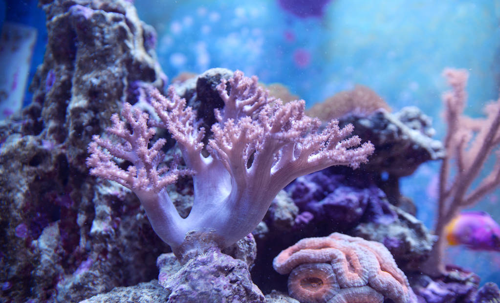 珊瑚虫：古老海洋见证者与生态奇迹的缤纷演绎