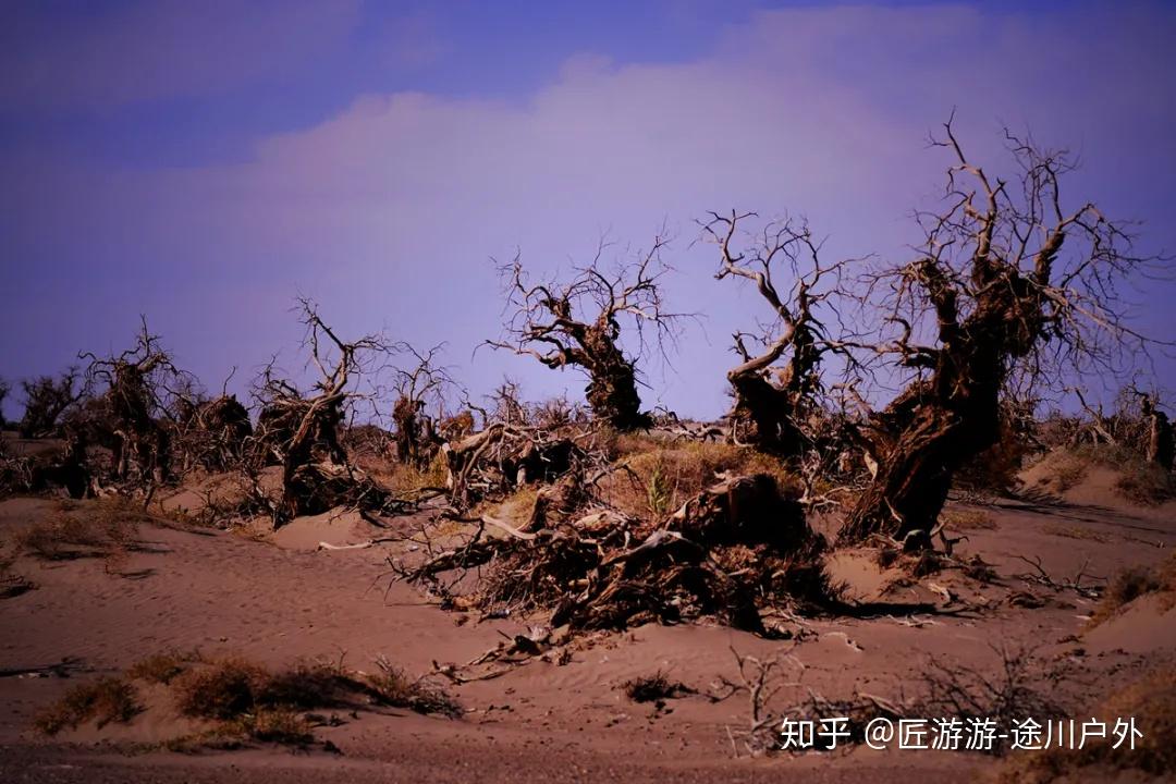 深入剖析黑色鳞片莫贝尼：神秘生物的生态环境与形态特点