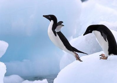 南极之王：探寻飞翔企鹅的奥秘与生存之道