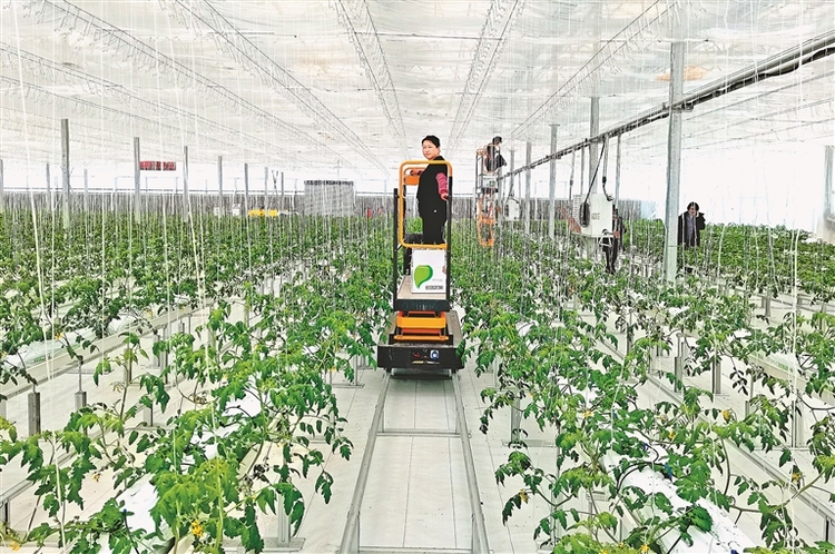 探索WE桃子：健康时尚新宠，科技种植引领未来果蔬市场