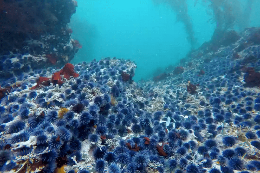 大剑海獭属性_大剑海獭_大剑海獭性格配招