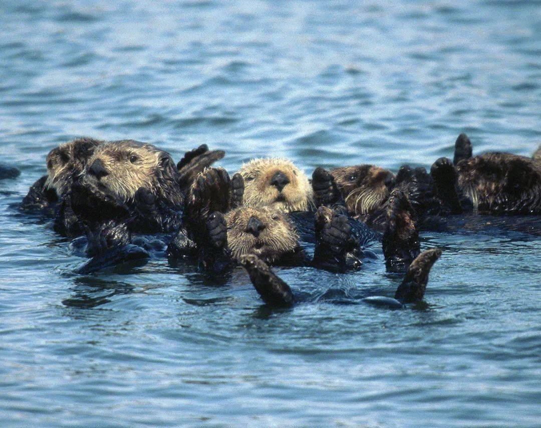 大剑海獭_大剑海獭性格配招_大剑海獭属性