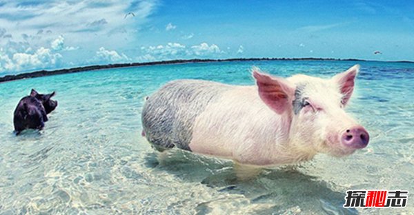 大剑海獭_大剑海獭属性_大剑海獭性格配招