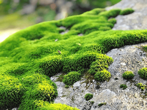 树苗龟_树苗龟_树苗龟