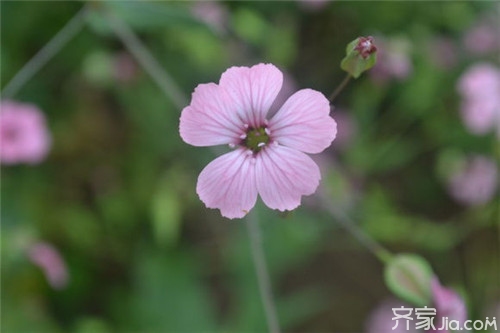 帝王背包图纸哪出_帝王背包_帝王背包图纸声望