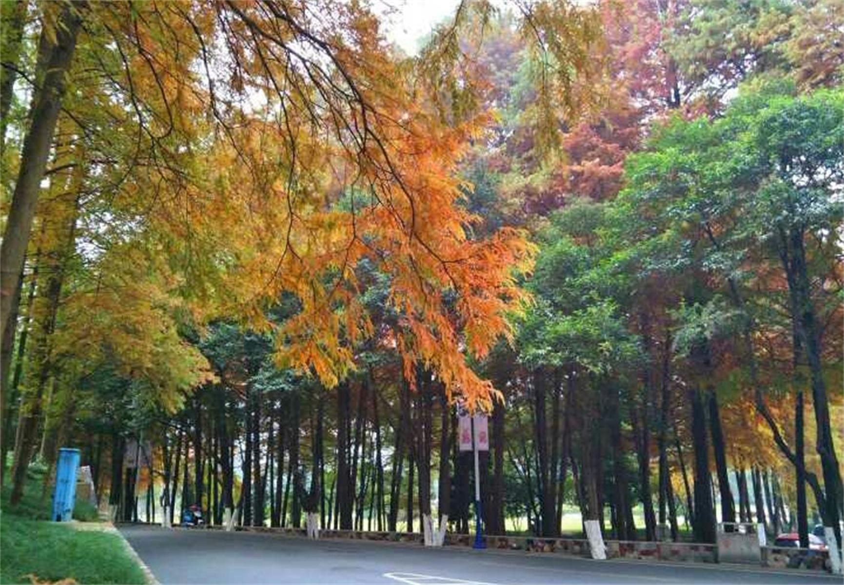 一一影院花宵道中_花宵道中_学苑中的花