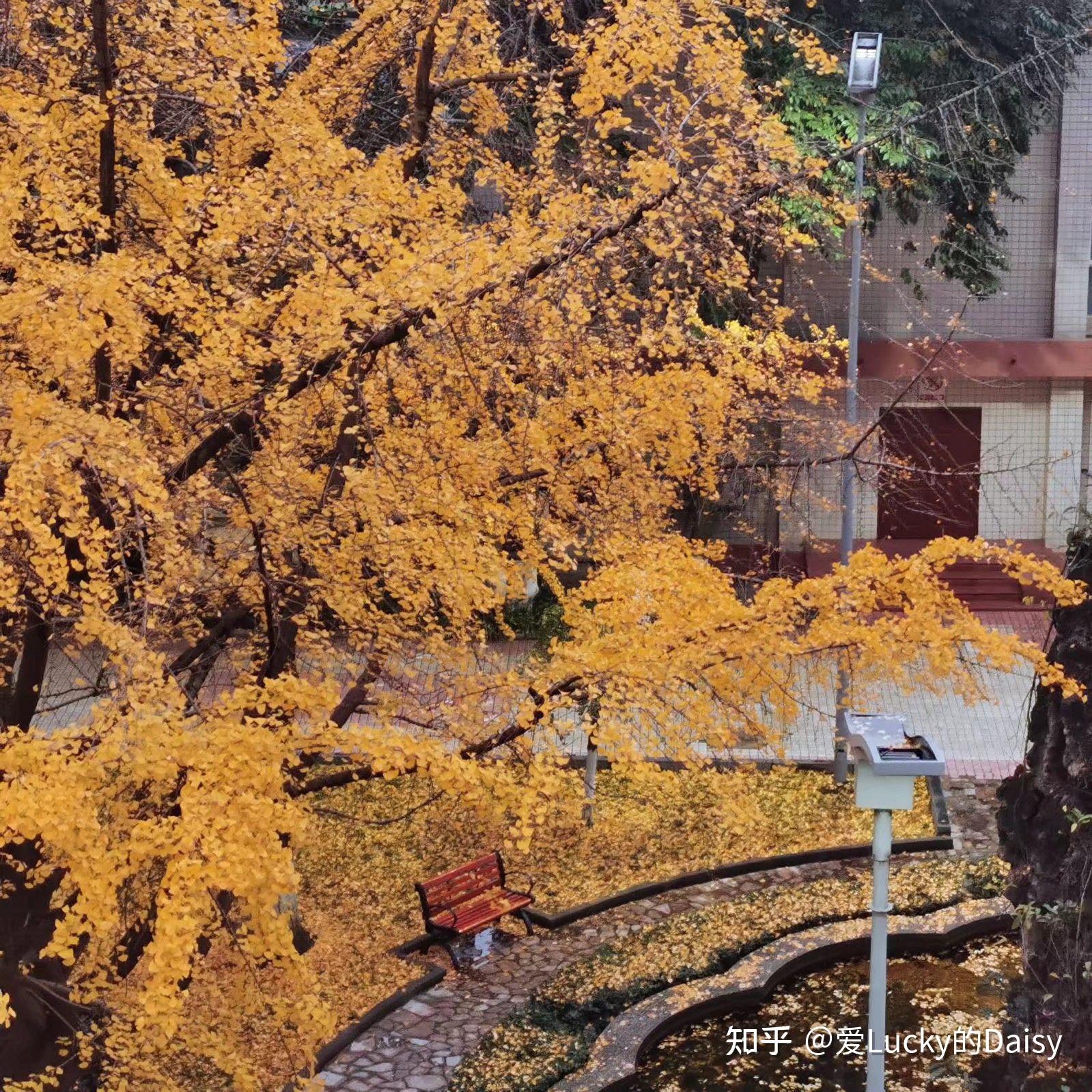 花宵道中_一一影院花宵道中_学苑中的花