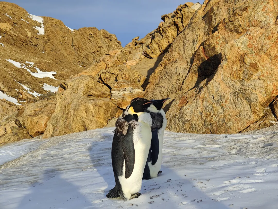 企鹅着装的奥秘：天然保暖衣与羽毛养护的技巧