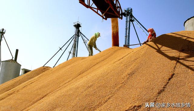 大米：日常饮食不可或缺，承载家庭故乡情，影响生活幸福感