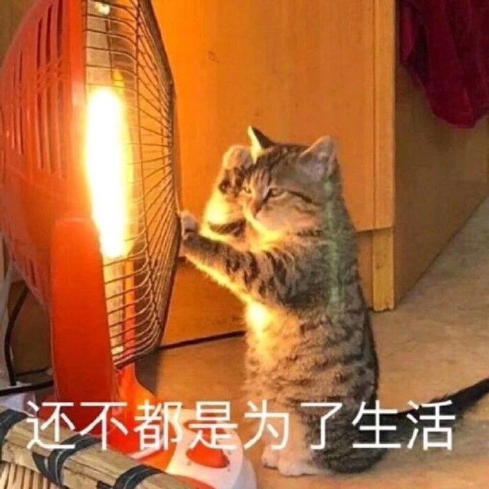 猫咪速度出装_猫咪出装思路_猫咪出装速度怎么算