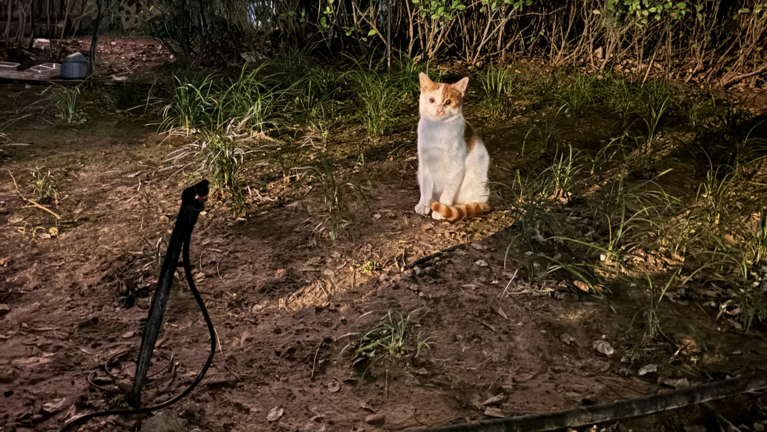 猫咪前期出装怎么出_猫咪前期出装_猫咪出装顺序