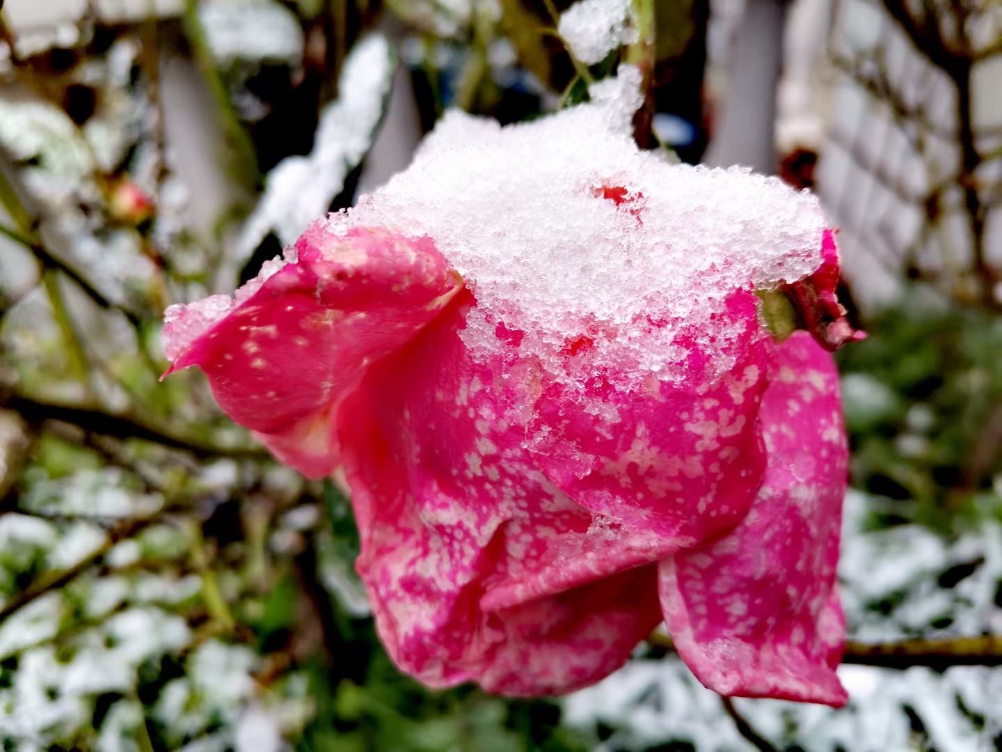 雪的出装_雪的出装_雪的出装