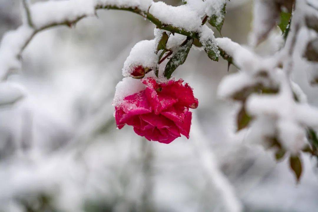 雪的出装 初雪轻盈装点世界，积雪厚实增添魅力