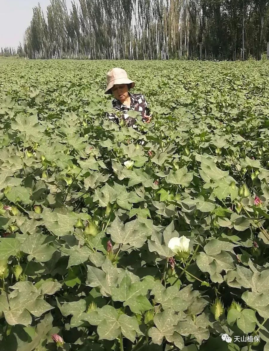 斗魂竞技场卡特出装_金铲铲卡特出装_卡特怎么出装